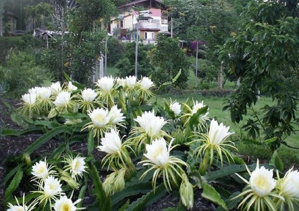 Banyan Tree Sanctuary Guest House Kalaoa Exterior foto